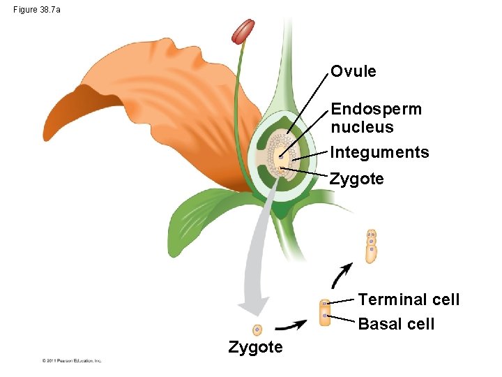 Figure 38. 7 a Ovule Endosperm nucleus Integuments Zygote Terminal cell Basal cell Zygote