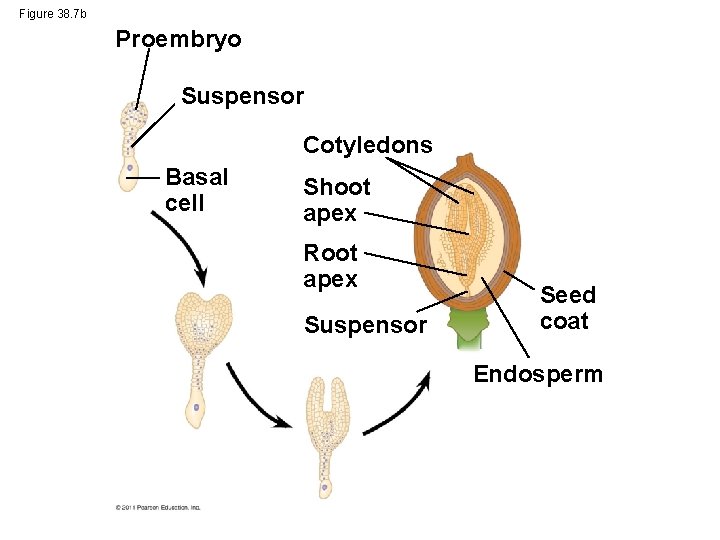 Figure 38. 7 b Proembryo Suspensor Cotyledons Basal cell Shoot apex Root apex Suspensor