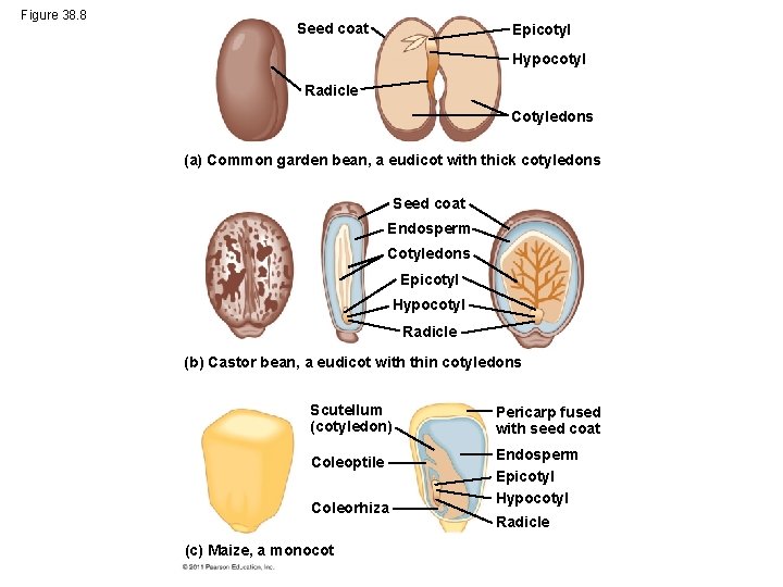 Figure 38. 8 Seed coat Epicotyl Hypocotyl Radicle Cotyledons (a) Common garden bean, a