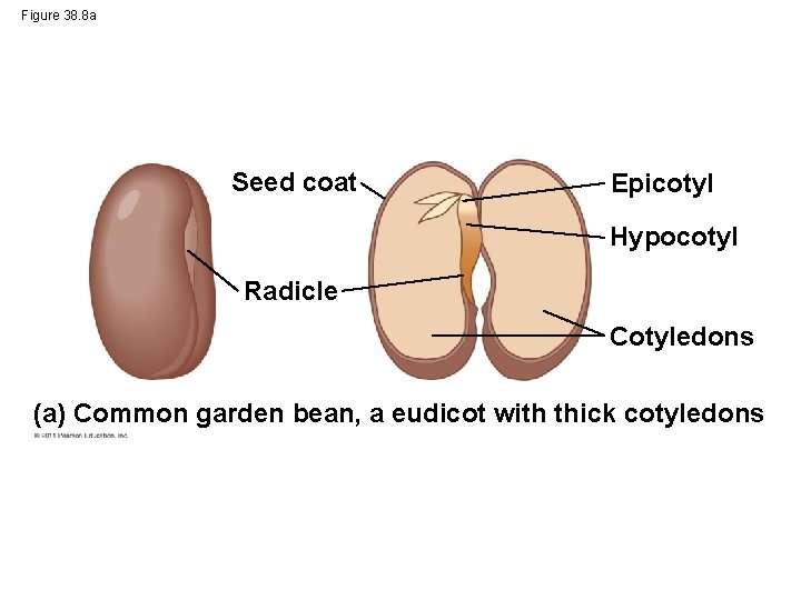 Figure 38. 8 a Seed coat Epicotyl Hypocotyl Radicle Cotyledons (a) Common garden bean,