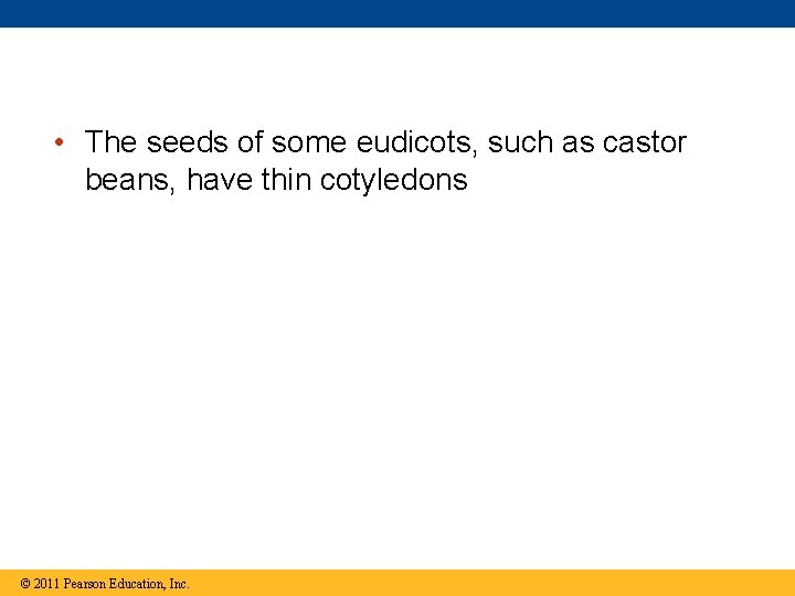  • The seeds of some eudicots, such as castor beans, have thin cotyledons