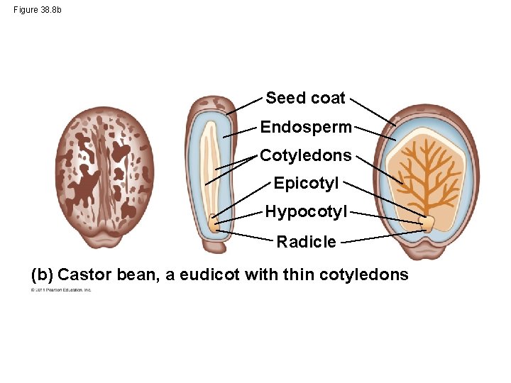 Figure 38. 8 b Seed coat Endosperm Cotyledons Epicotyl Hypocotyl Radicle (b) Castor bean,