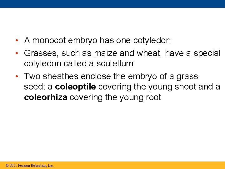  • A monocot embryo has one cotyledon • Grasses, such as maize and