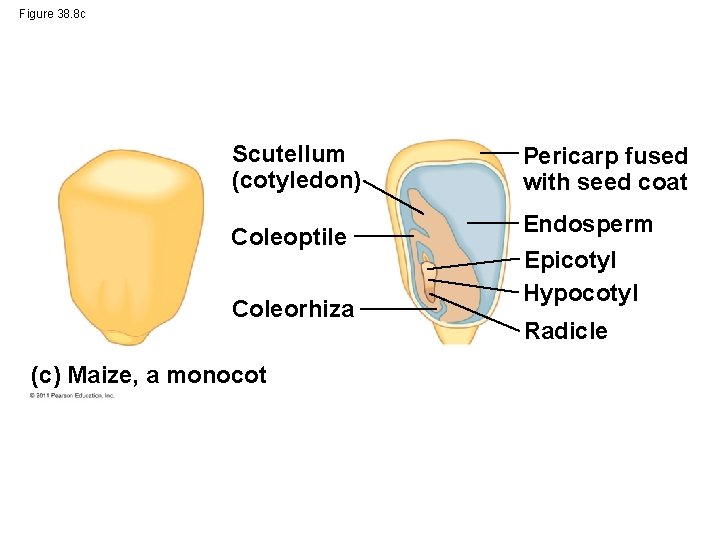 Figure 38. 8 c Scutellum (cotyledon) Coleoptile Coleorhiza (c) Maize, a monocot Pericarp fused