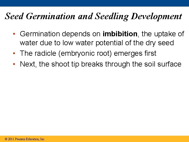 Seed Germination and Seedling Development • Germination depends on imbibition, the uptake of water