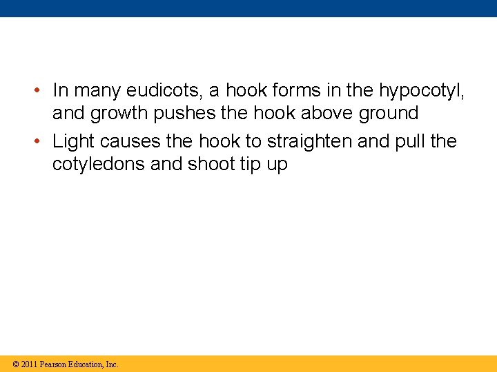  • In many eudicots, a hook forms in the hypocotyl, and growth pushes