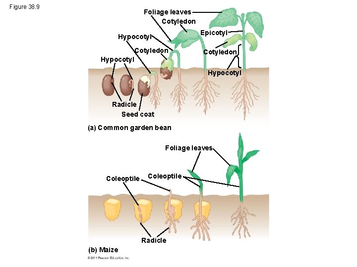 Figure 38. 9 Foliage leaves Cotyledon Epicotyl Hypocotyl Cotyledon Hypocotyl Radicle Seed coat (a)