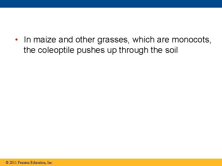  • In maize and other grasses, which are monocots, the coleoptile pushes up