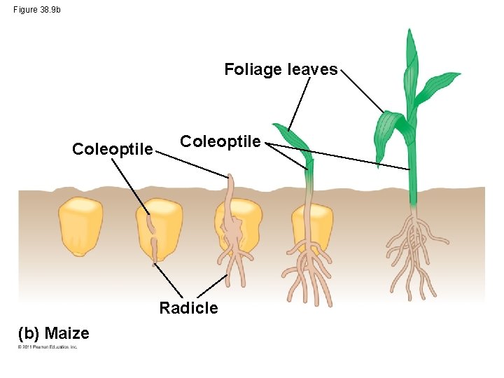 Figure 38. 9 b Foliage leaves Coleoptile Radicle (b) Maize 