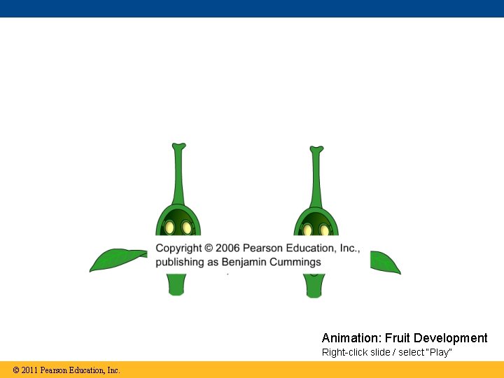 Animation: Fruit Development Right-click slide / select “Play” © 2011 Pearson Education, Inc. 