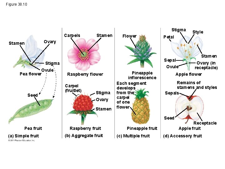 Figure 38. 10 Stigma Carpels Stamen Flower Ovary Stamen Ovule Pea flower Seed Petal