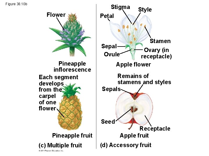 Figure 38. 10 b Stigma Flower Petal Sepal Ovule Pineapple inflorescence Each segment develops