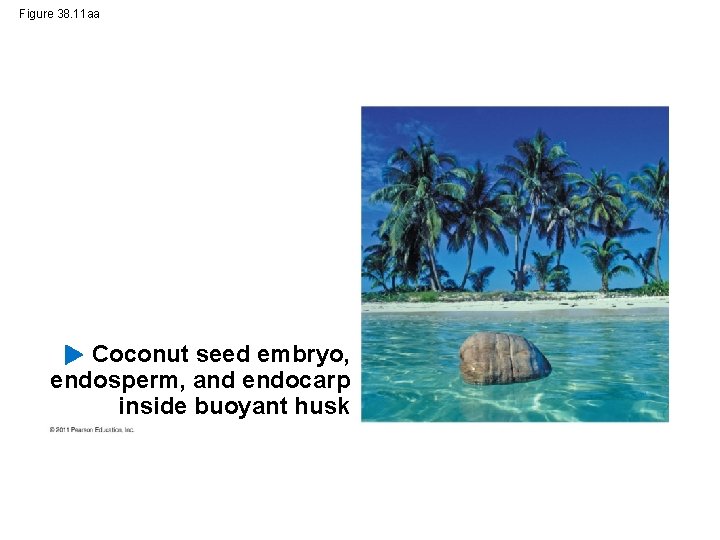 Figure 38. 11 aa Coconut seed embryo, endosperm, and endocarp inside buoyant husk 