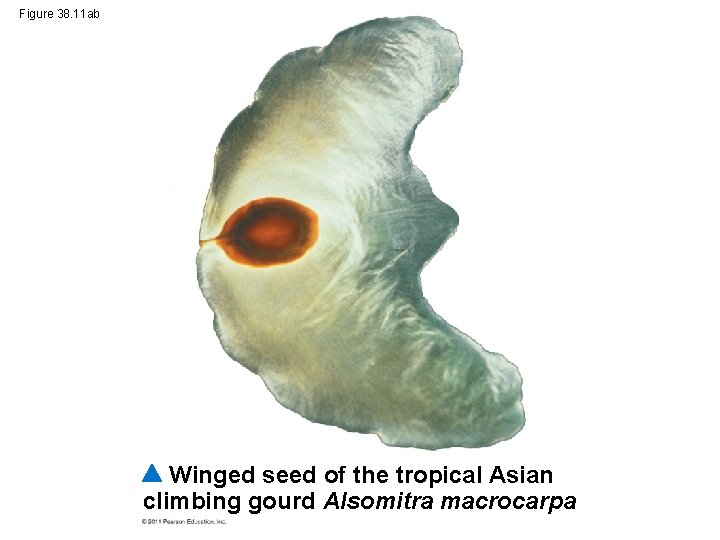 Figure 38. 11 ab Winged seed of the tropical Asian climbing gourd Alsomitra macrocarpa