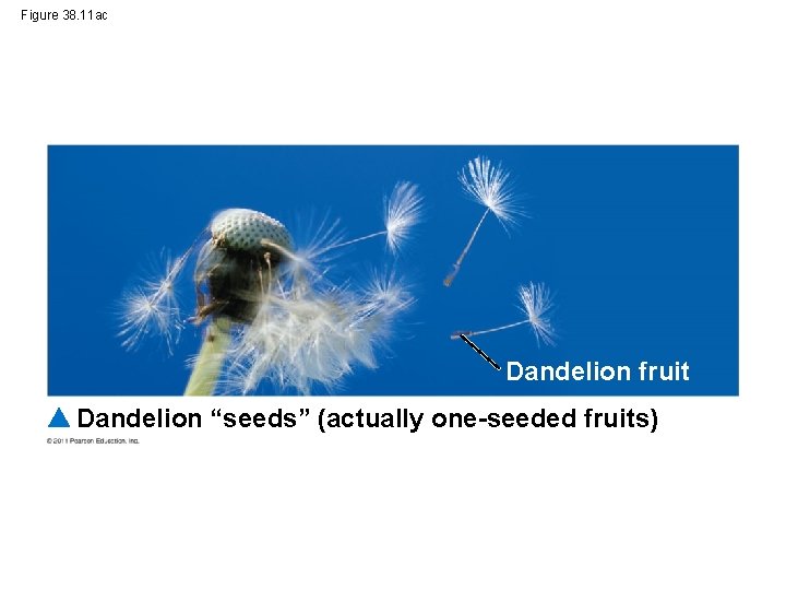 Figure 38. 11 ac Dandelion fruit Dandelion “seeds” (actually one-seeded fruits) 