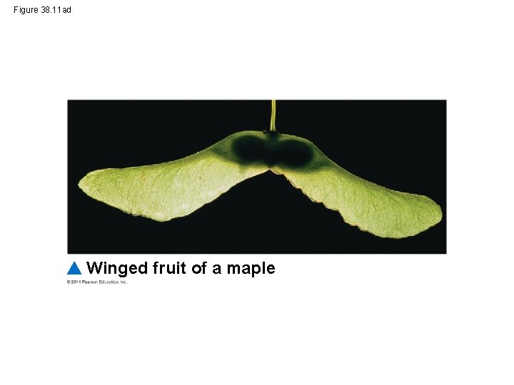 Figure 38. 11 ad Winged fruit of a maple 