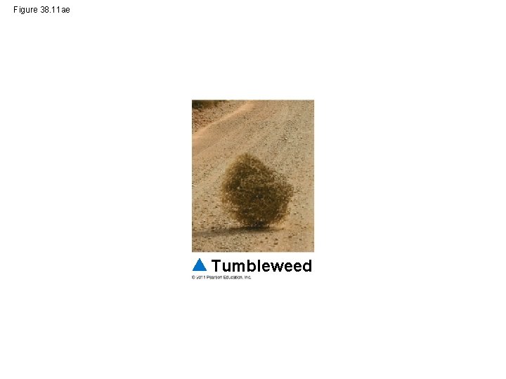 Figure 38. 11 ae Tumbleweed 