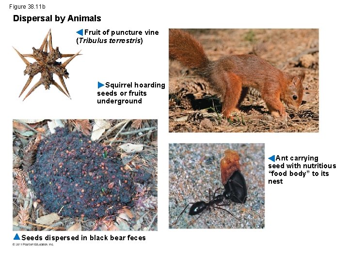 Figure 38. 11 b Dispersal by Animals Fruit of puncture vine (Tribulus terrestris) Squirrel