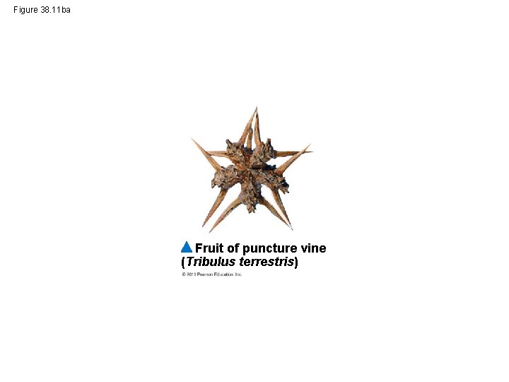 Figure 38. 11 ba Fruit of puncture vine (Tribulus terrestris) 