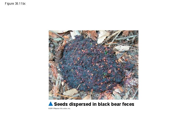 Figure 38. 11 bc Seeds dispersed in black bear feces 