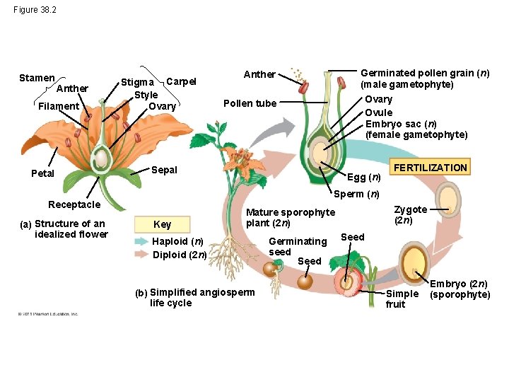 Figure 38. 2 Stamen Anther Filament Petal Carpel Stigma Style Ovary Pollen tube Sepal