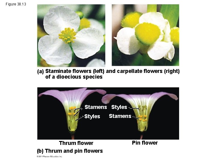 Figure 38. 13 (a) Staminate flowers (left) and carpellate flowers (right) of a dioecious