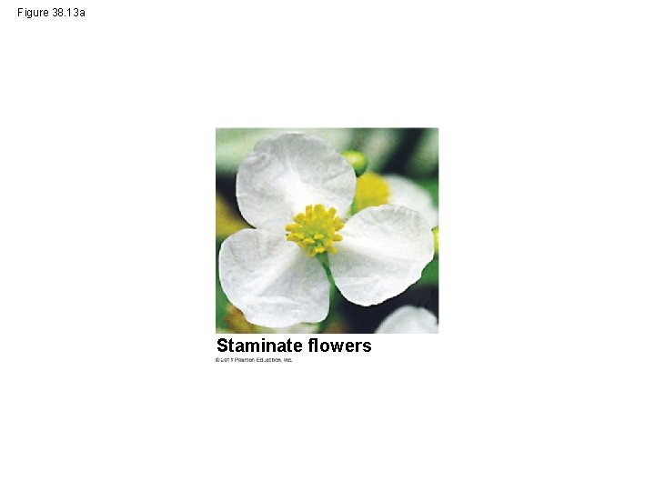 Figure 38. 13 a Staminate flowers 