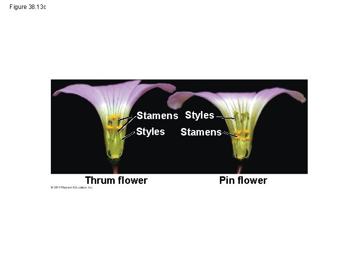 Figure 38. 13 c Stamens Styles Thrum flower Stamens Pin flower 