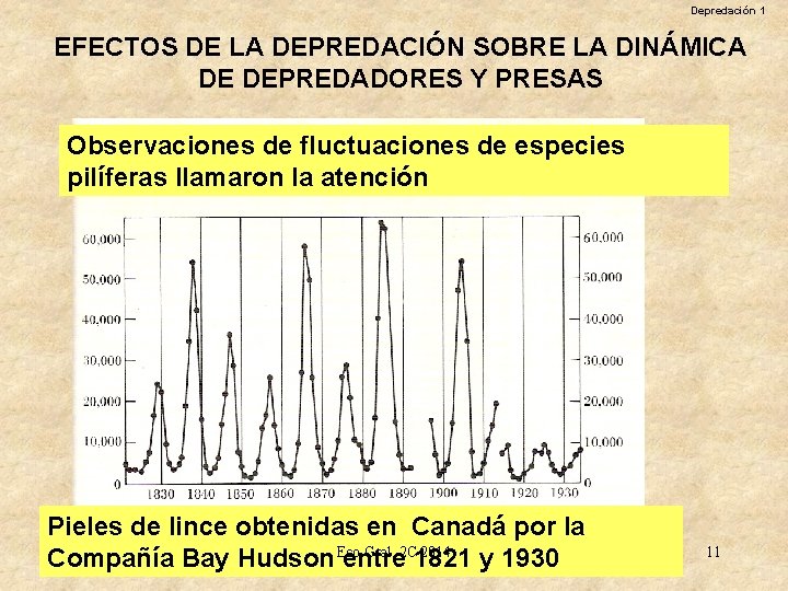 Depredación 1 EFECTOS DE LA DEPREDACIÓN SOBRE LA DINÁMICA DE DEPREDADORES Y PRESAS Observaciones