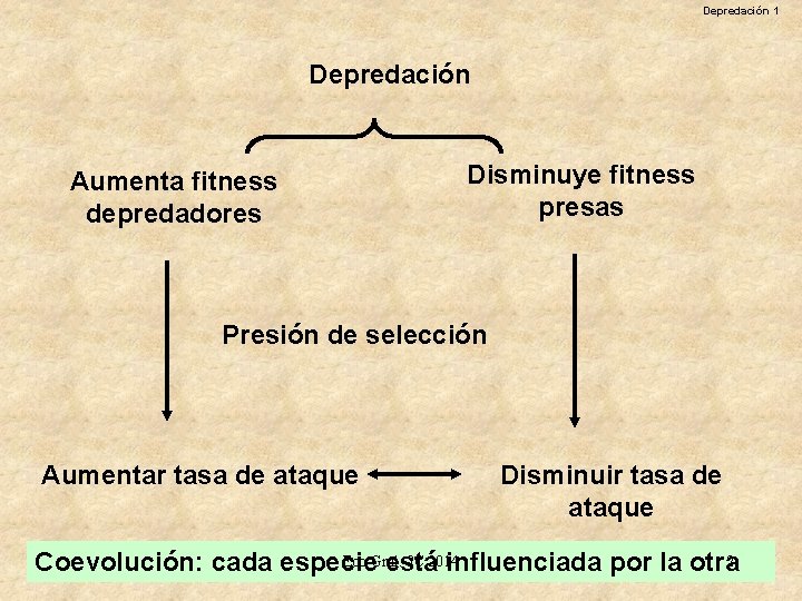 Depredación 1 Depredación Aumenta fitness depredadores Disminuye fitness presas Presión de selección Aumentar tasa