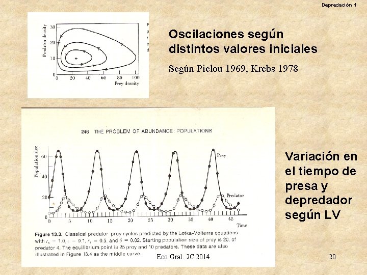 Depredación 1 Oscilaciones según distintos valores iniciales Según Pielou 1969, Krebs 1978 Variación en