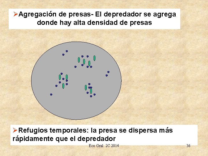 ØAgregación de presas- El depredador se agrega donde hay alta densidad de presas ØRefugios