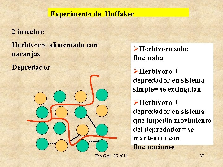 Experimento de Huffaker 2 insectos: Herbívoro: alimentado con naranjas Depredador ØHerbívoro solo: fluctuaba ØHerbívoro