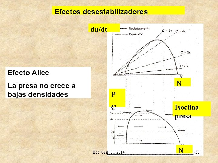 Efectos desestabilizadores dn/dt Efecto Allee La presa no crece a bajas densidades N P