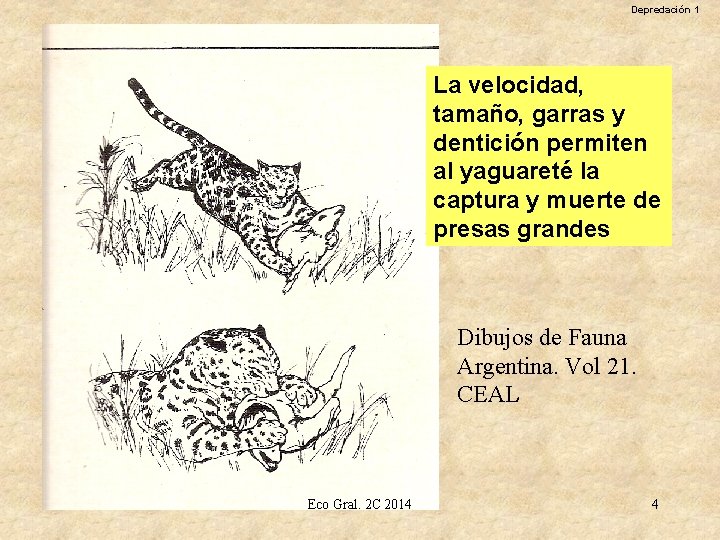 Depredación 1 La velocidad, tamaño, garras y dentición permiten al yaguareté la captura y