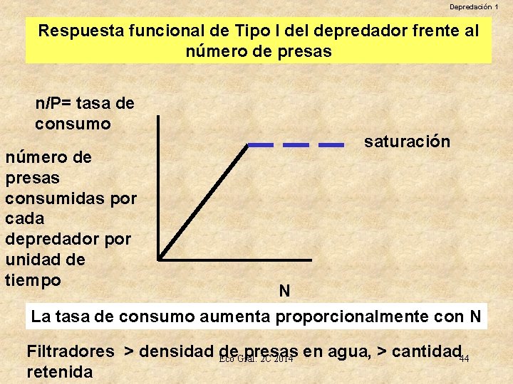 Depredación 1 Respuesta funcional de Tipo I del depredador frente al número de presas