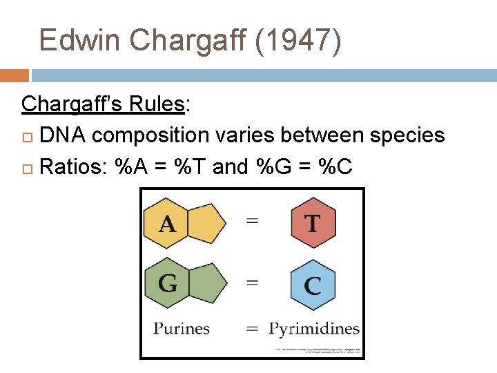 Edwin Chargaff (1947) Chargaff’s Rules: DNA composition varies between species Ratios: %A = %T