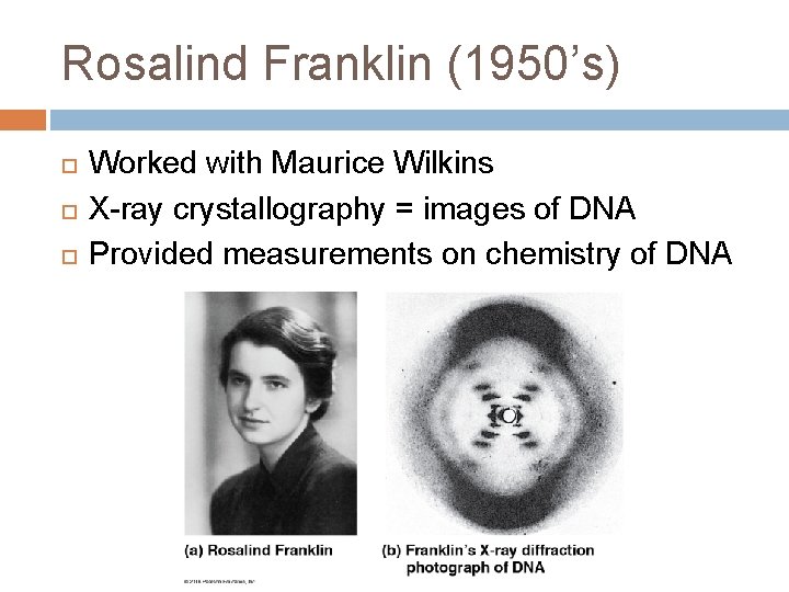 Rosalind Franklin (1950’s) Worked with Maurice Wilkins X-ray crystallography = images of DNA Provided