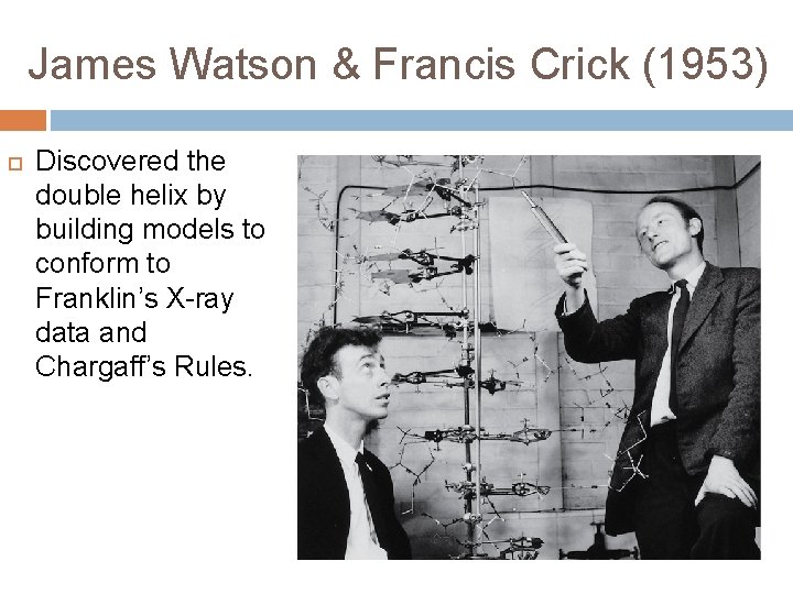 James Watson & Francis Crick (1953) Discovered the double helix by building models to