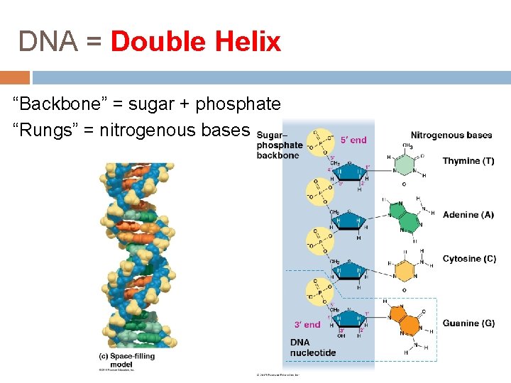 DNA = Double Helix “Backbone” = sugar + phosphate “Rungs” = nitrogenous bases 