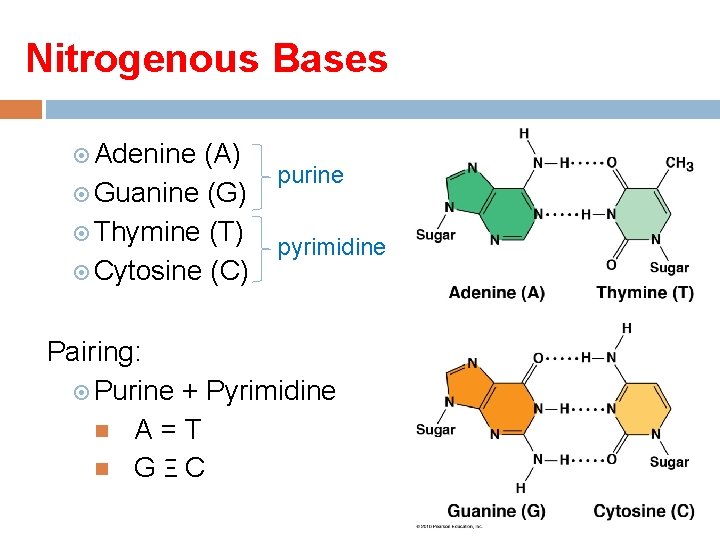 Nitrogenous Bases Adenine (A) Guanine (G) Thymine (T) Cytosine (C) purine pyrimidine Pairing: Purine