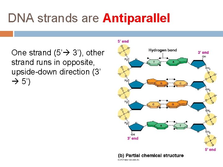 DNA strands are Antiparallel One strand (5’ 3’), other strand runs in opposite, upside-down