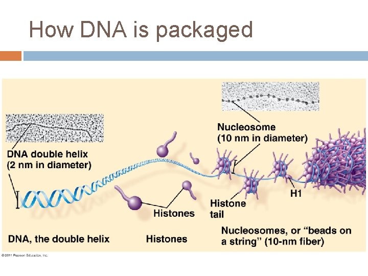 How DNA is packaged 