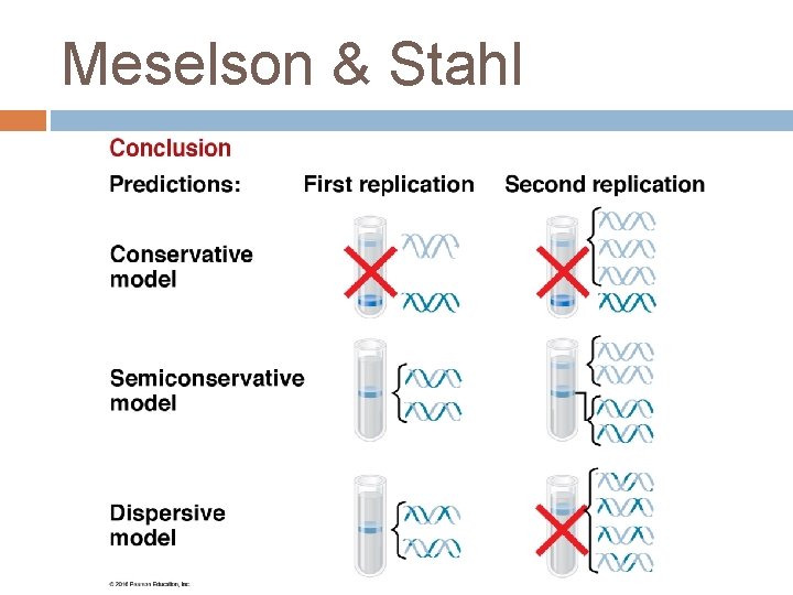 Meselson & Stahl 