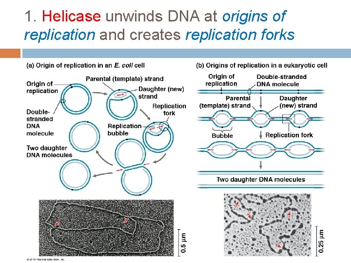 1. Helicase unwinds DNA at origins of replication and creates replication forks 