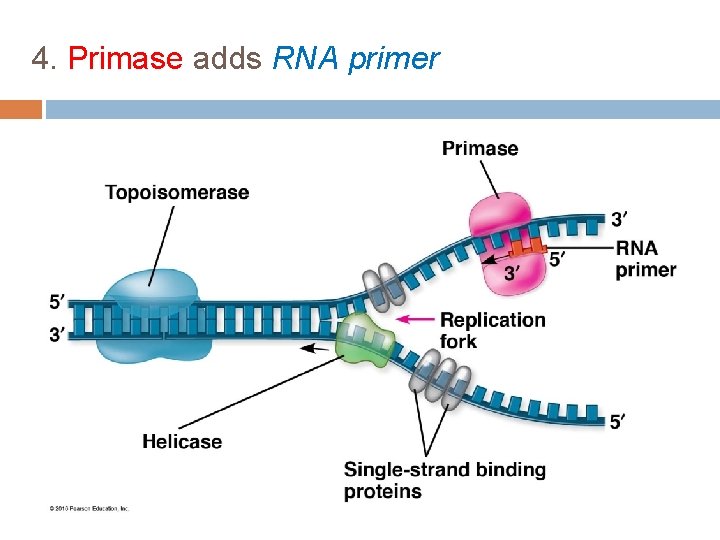 4. Primase adds RNA primer 
