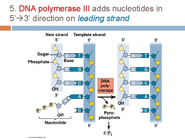 5. DNA polymerase III adds nucleotides in 5’ 3’ direction on leading strand 