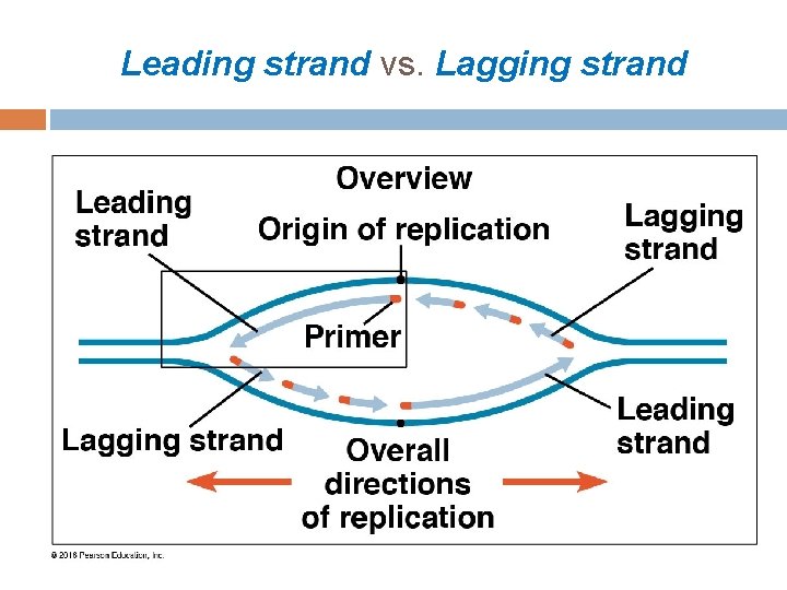 Leading strand vs. Lagging strand 