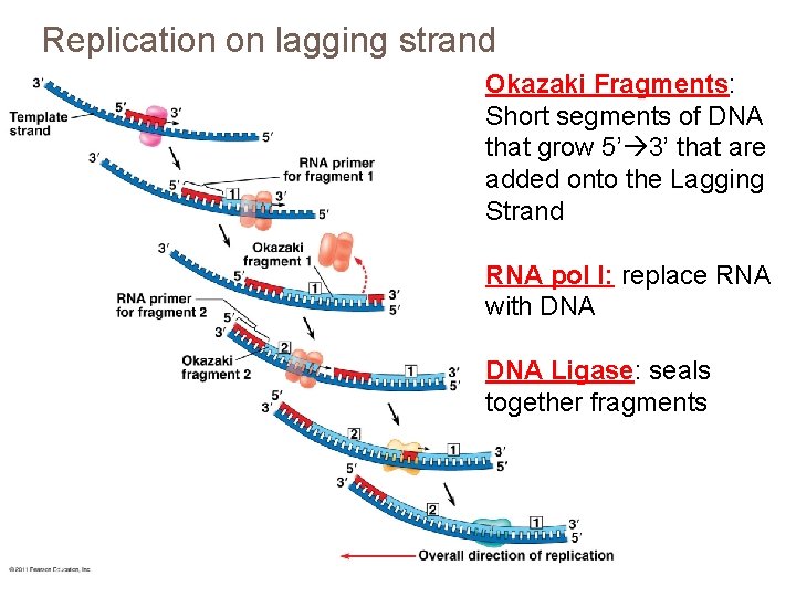 Replication on lagging strand Okazaki Fragments: Short segments of DNA that grow 5’ 3’