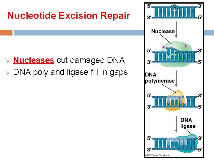 Nucleotide Excision Repair Ø Ø Nucleases cut damaged DNA poly and ligase fill in